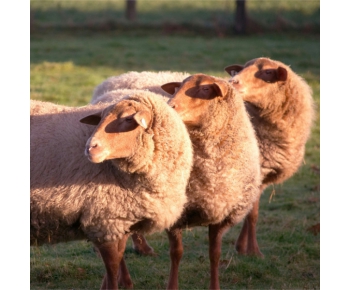 微波檢測技術在飼料工業中的應用